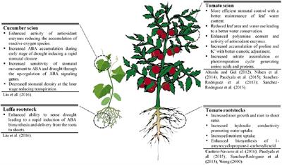 Vegetable Grafting as a Tool to Improve Drought Resistance and Water Use Efficiency